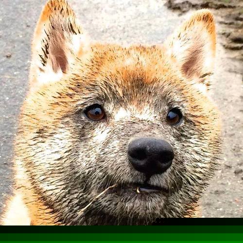 _极地探险骑行：在冰雪世界中追逐自由_，极地探险介绍