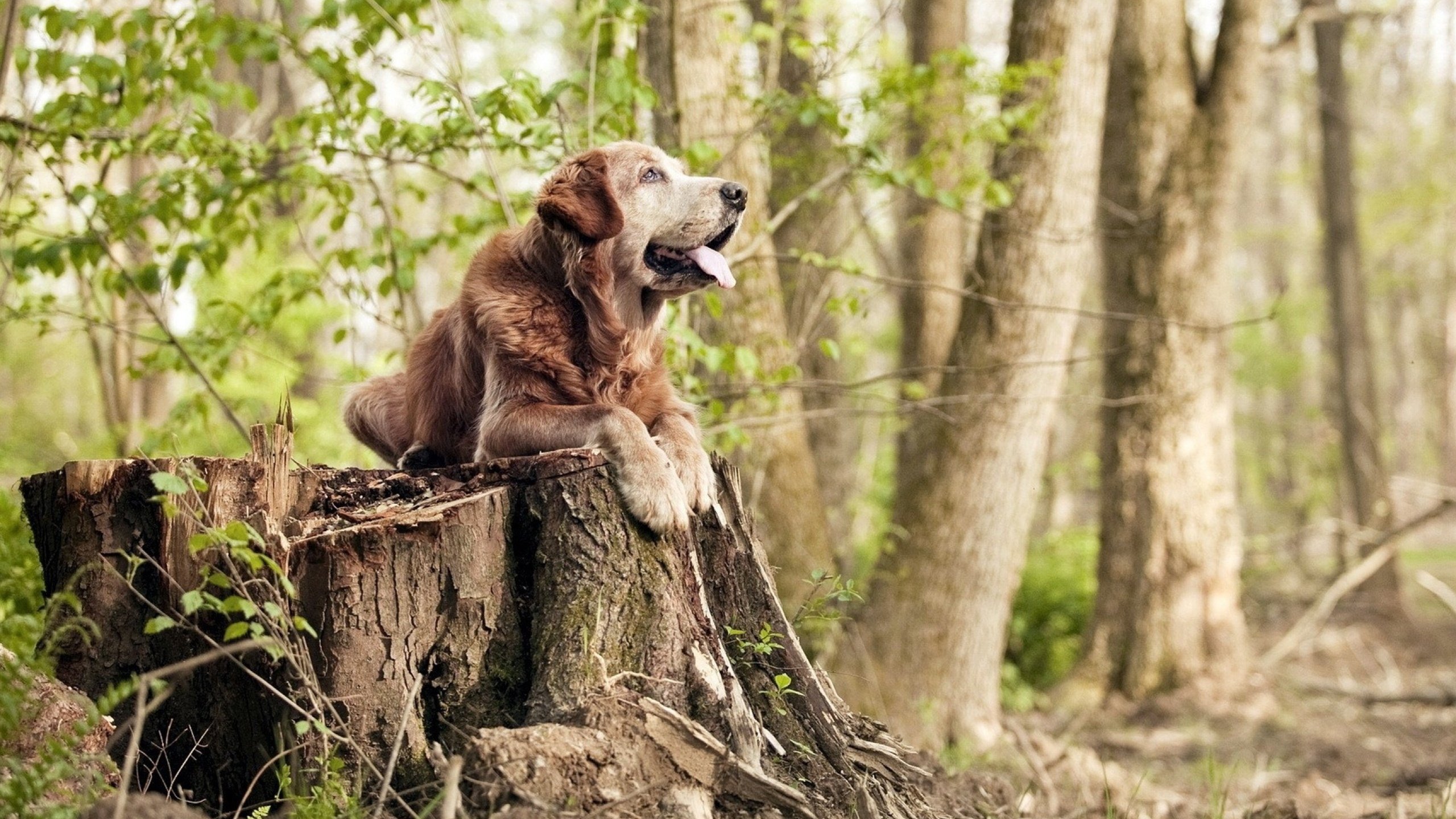 “泥浆激荡：越野赛段的血性拼搏”，泥浆大赛视频