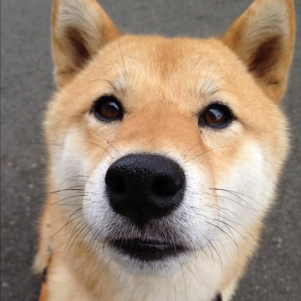 《Valorant》国际邀请赛与《CS_GO》Major的战术风格比较,valorant冠军赛