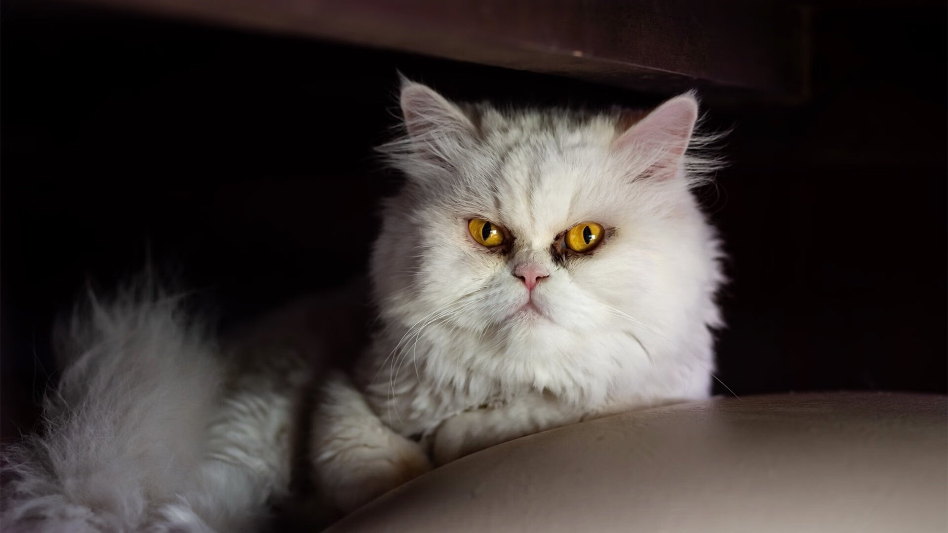 德甲精彩集锦，关键扑救挽救球队命运，德甲对抗