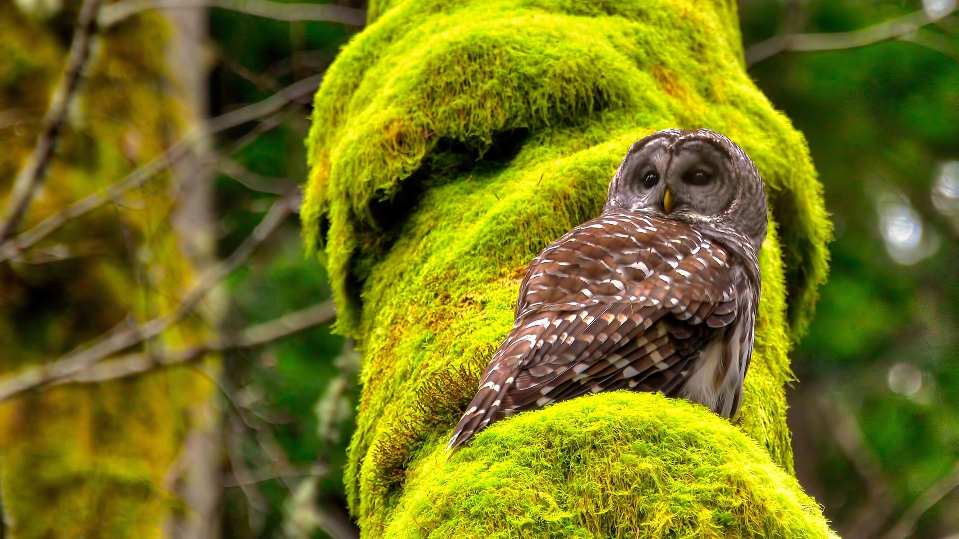 青少年“篮球+乡村振兴”公益行动在湖南持续推进,助力乡村青训普及