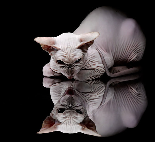 《电竞市场增长点:虚拟货币与数字资产的应用奇迹》,电竞币黑市