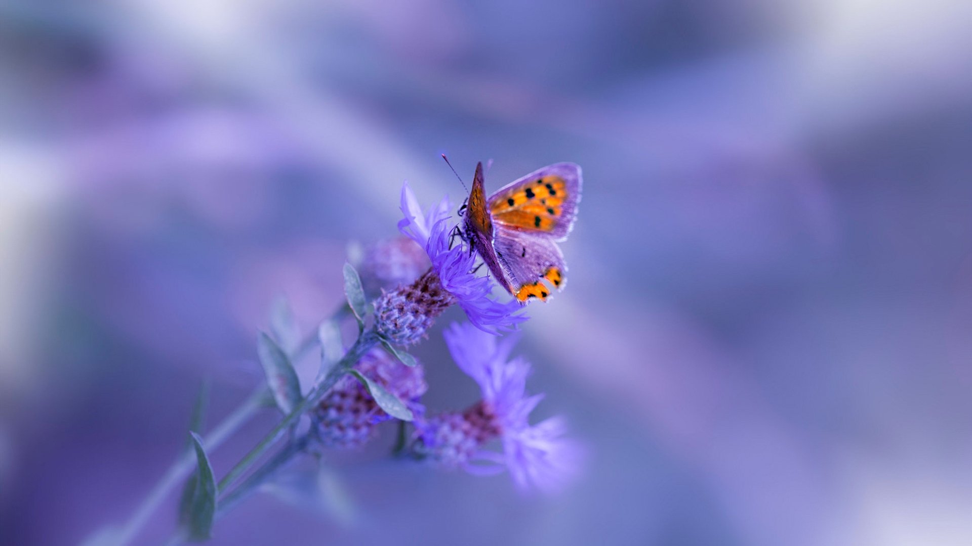 爱游戏登录入口-【夺冠经验】丁俊晖：攻守战术的完美结合，丁俊晖!