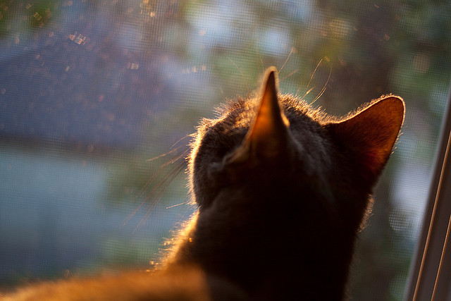 【战术对决】奥沙利文巧妙利用罚分赢得比赛胜利,对阵奥沙利文的胜率