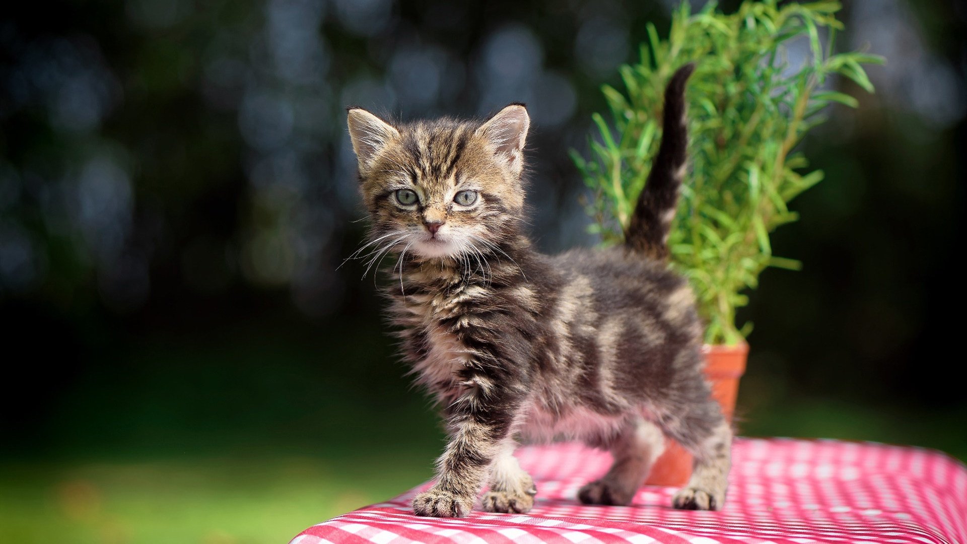 国米锋线组合效率提升,国米阵线