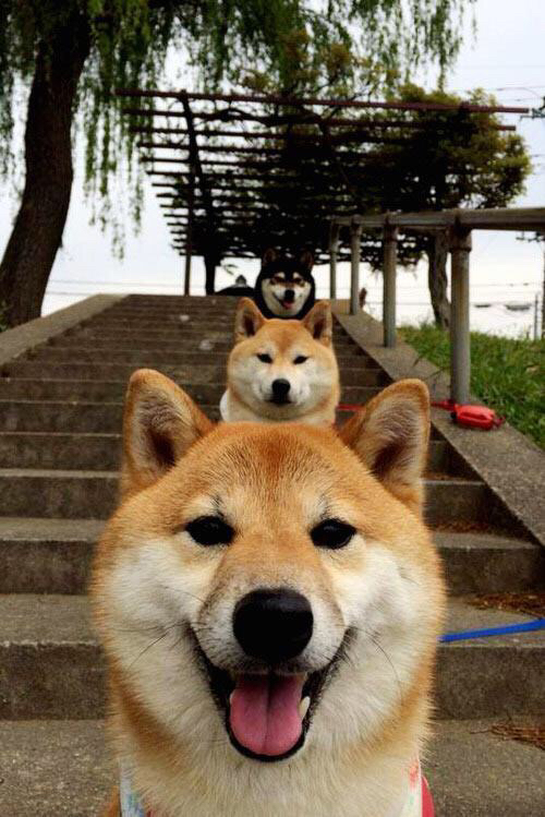 乡村传统舞狮比赛，文化的节奏与运动的激情