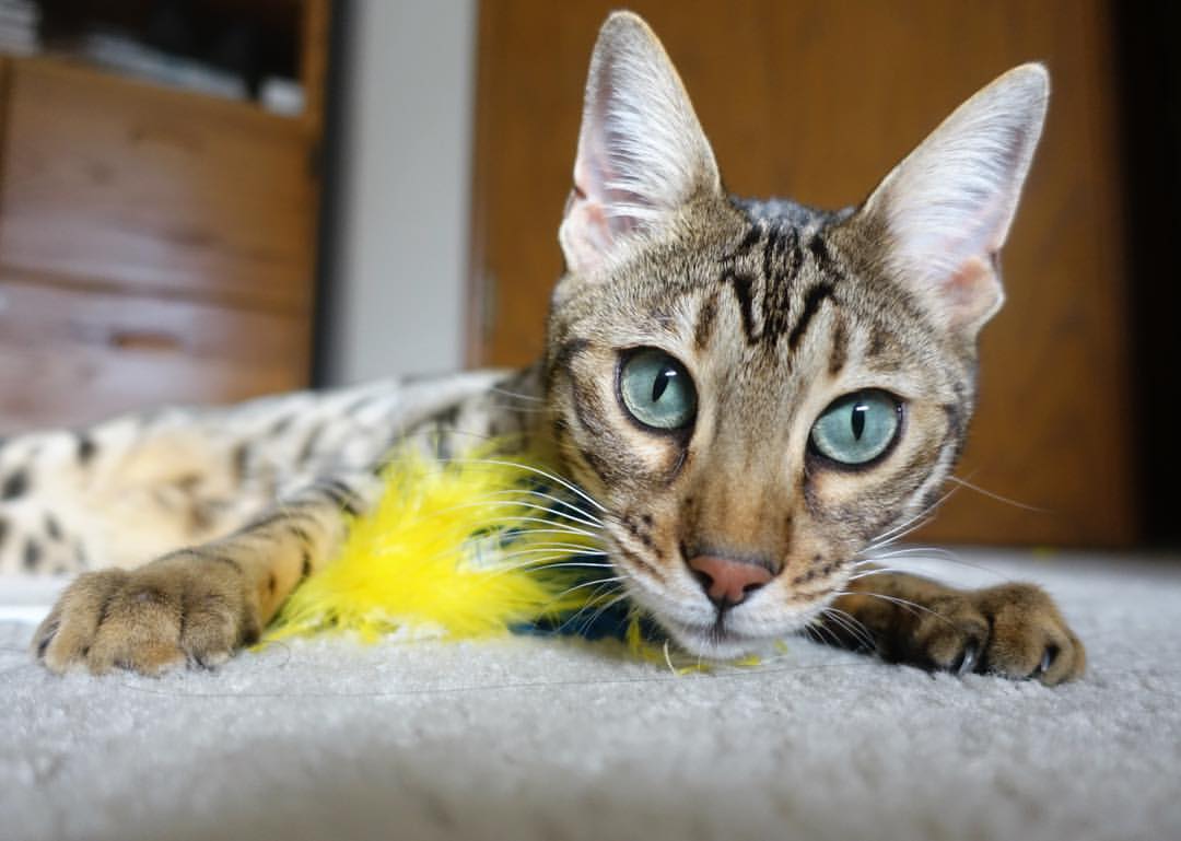 日本马术协会与科技公司合作，开发虚拟现实训练平台，提升骑手技能。