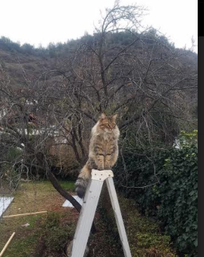 史上最“热血”的季后赛用战,激动人心的对决回顾,季后赛胜率排行榜