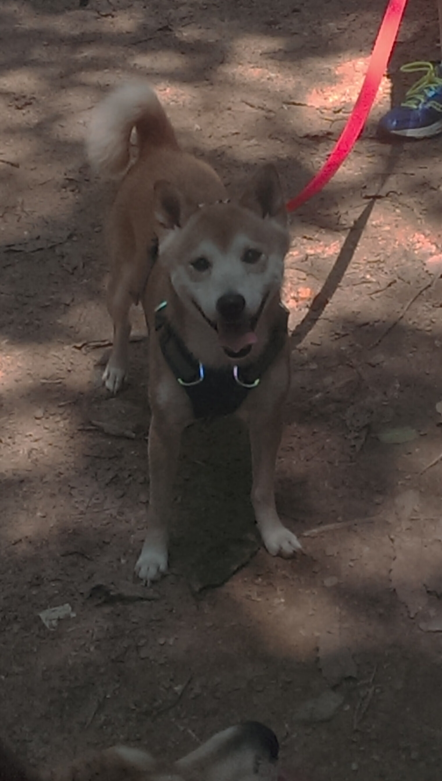 史上“最精彩”的团队配合瞬间,战术大展示!,团队搭配的黄金法则