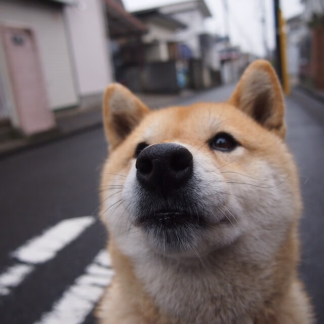 火箭年轻核心打出气势击败骑士，火箭骑士队