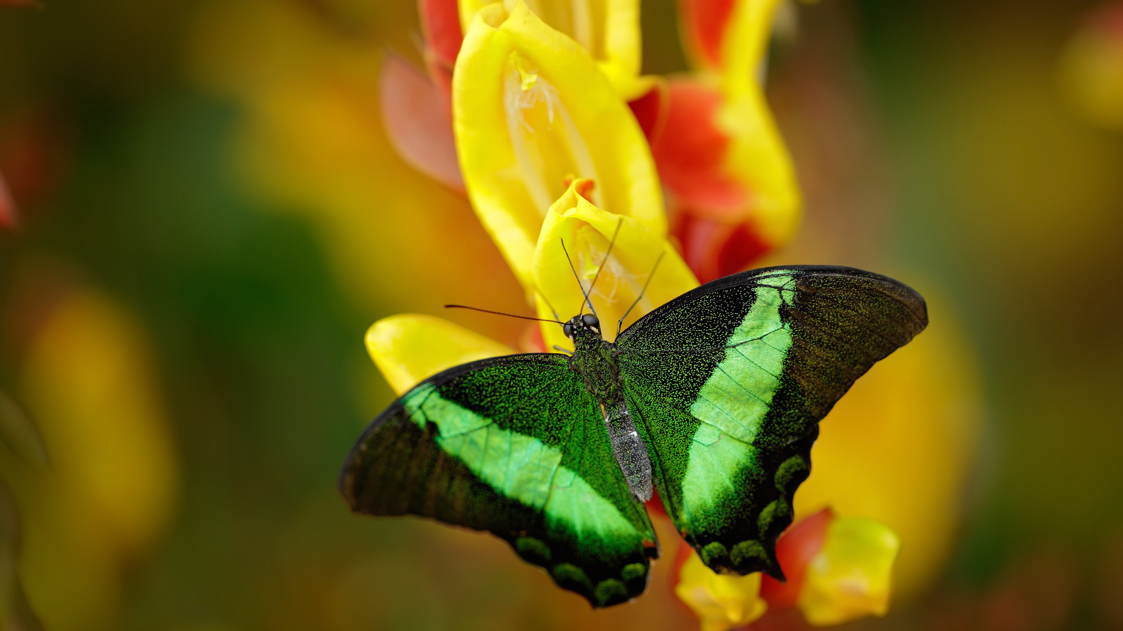 AYX SPORTS-瑞士球员射门得手，保加利亚队无奈战平,悬念的比赛将胜负拖入到最后一刻