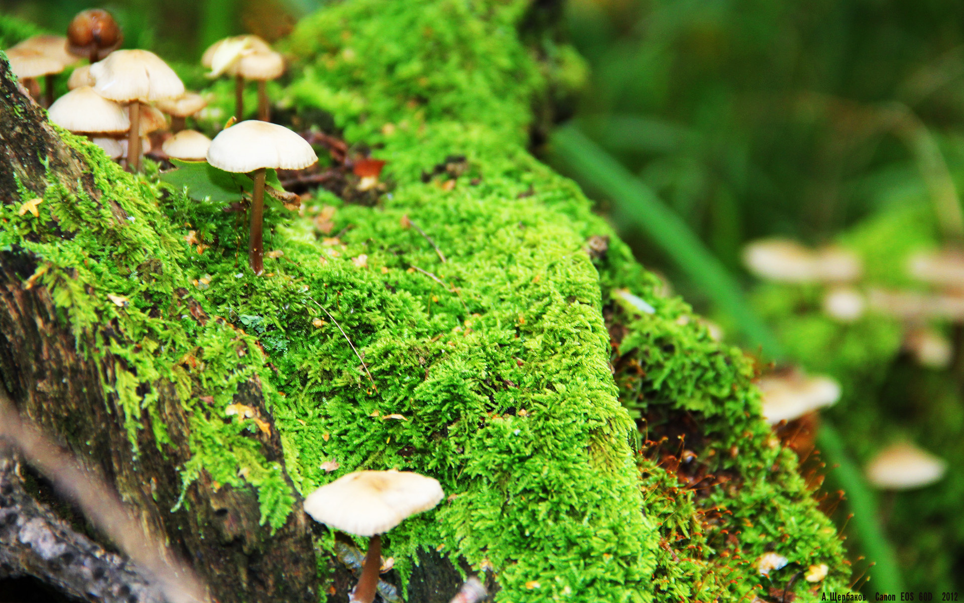 爱游戏-瑞士球队备战东方豪强，决战瞬息间，瑞士队百科