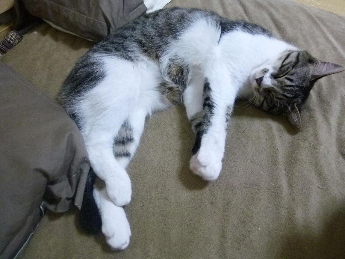 太阳队在客场逆转骑士,布克在最后一秒投中关键三分!,太阳队布克是黑人还是白人