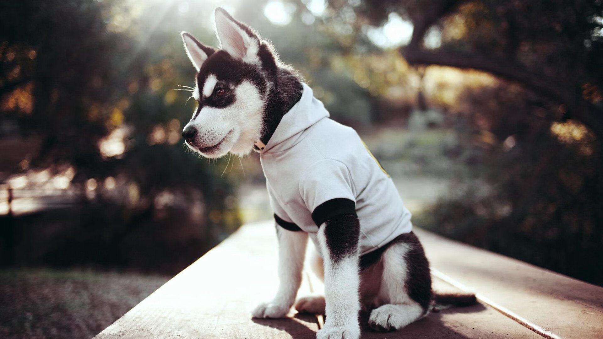 掘金设立“观赛者之声奖”,让球迷影响战术投票