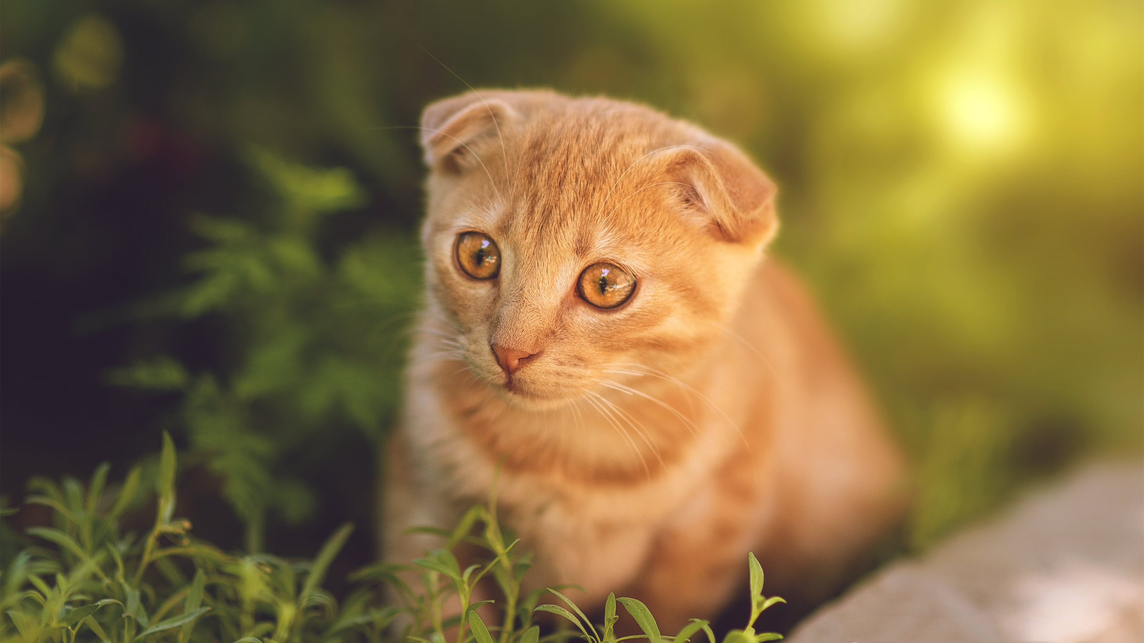 日本队积极调整状态迎接淘汰赛,日本队集锦