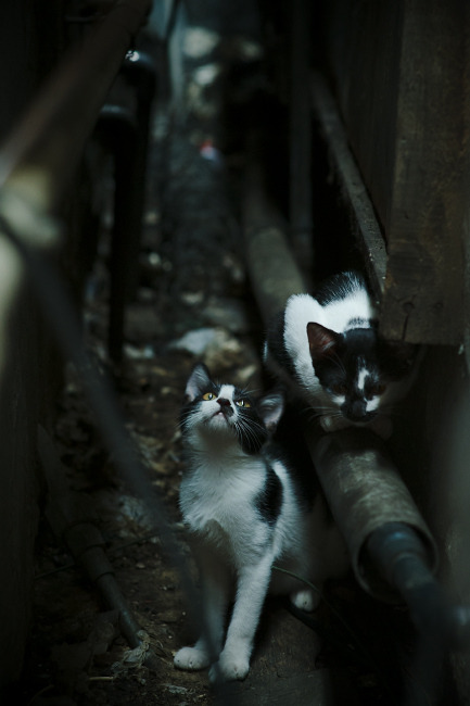泥泞冲刺:泥地赛段中车手的极速较量,泥泞汽车