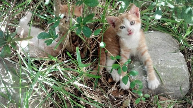 爱游戏官网-王者荣耀 新赛季战术风格多样，王者荣耀战术分析