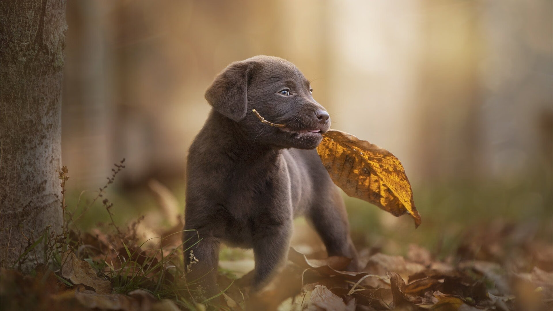 皇马稳居西甲榜首,巴萨紧追其后,争冠悬念激烈,西甲皇马与巴萨