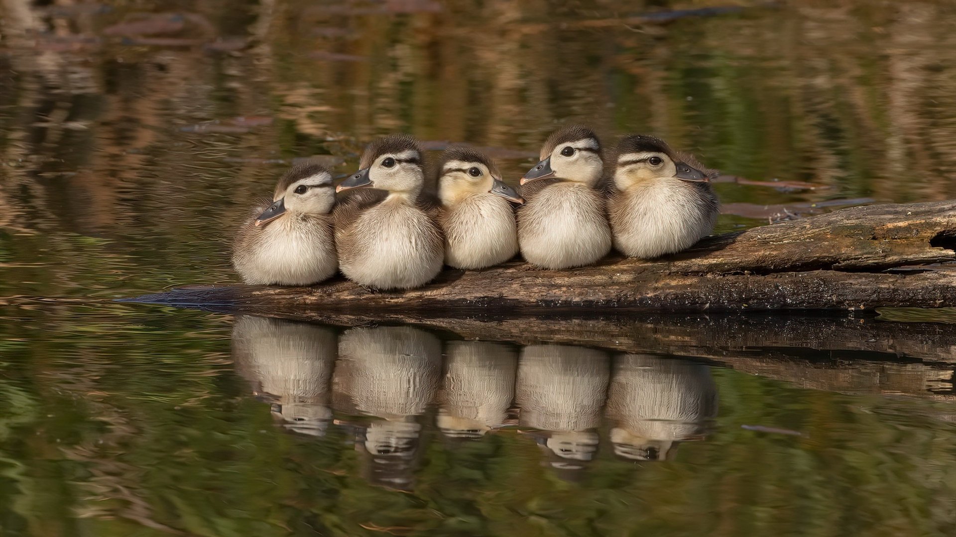 篮球青少年比赛积分排名系统升级完善,青少年篮球赛怎么分年龄