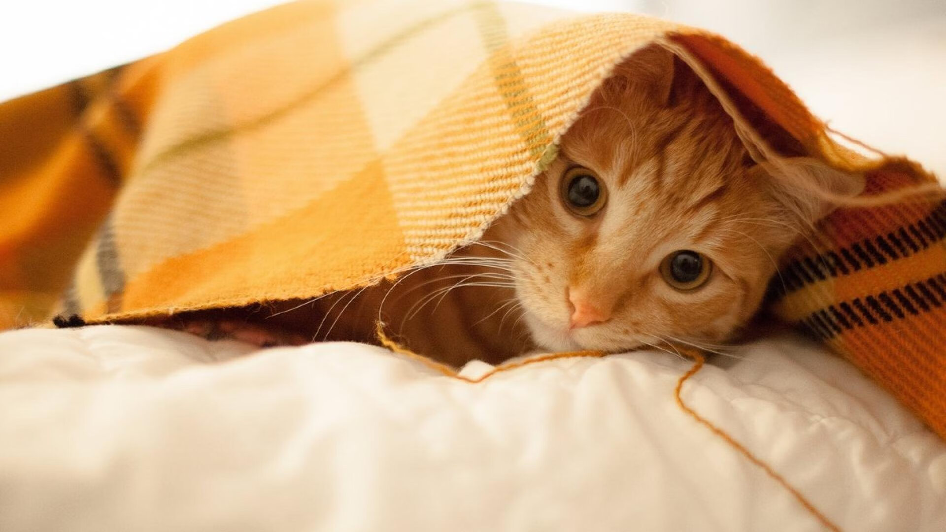 中国篮球职业联赛裁判员执法能力提升方案,中国篮协篮球裁判员等级证书