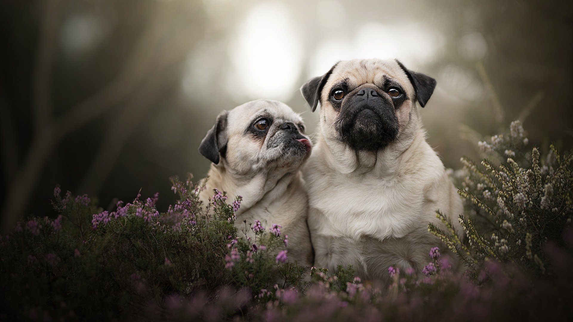 中国篮球联赛观众消费行为及偏好分析,中国篮球群众基础