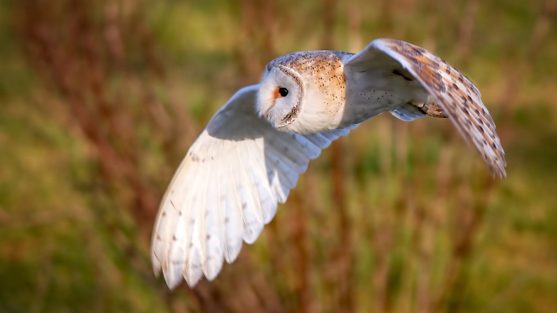 篮球赛事转播技术创新应用,篮球赛事转播技术创新应用案例