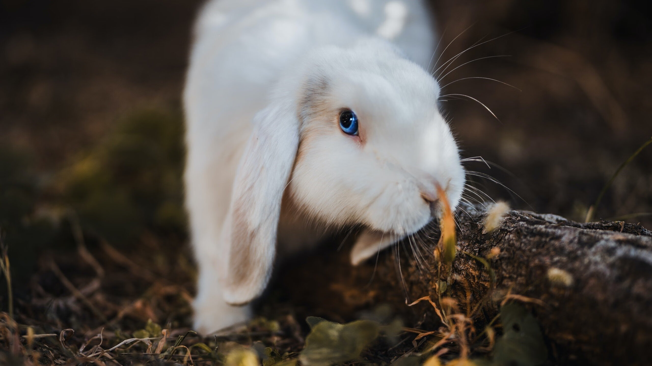 爱游戏在线登录入口-法甲球队融合GPS+心率数据提升战术区域覆盖度