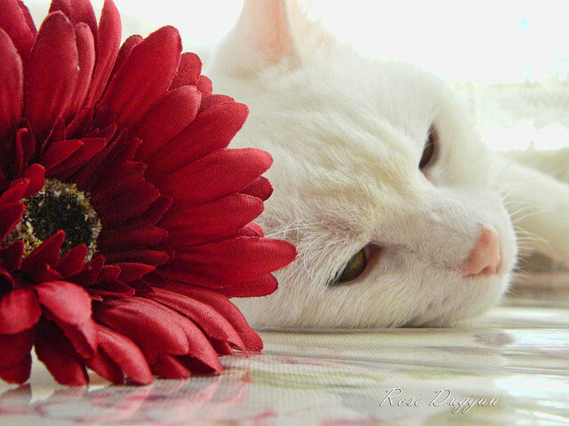 高校体育运动损伤防控与康复体系建设，体育运动损伤与防护讲座