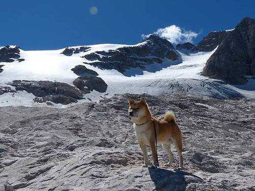 乌克兰国家队主帅调整阵容备战国际比赛，乌克兰国家队主力阵容