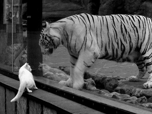 伊朗门将扑球滑进雪堆消失3秒,观众惊呼“魔术门将”