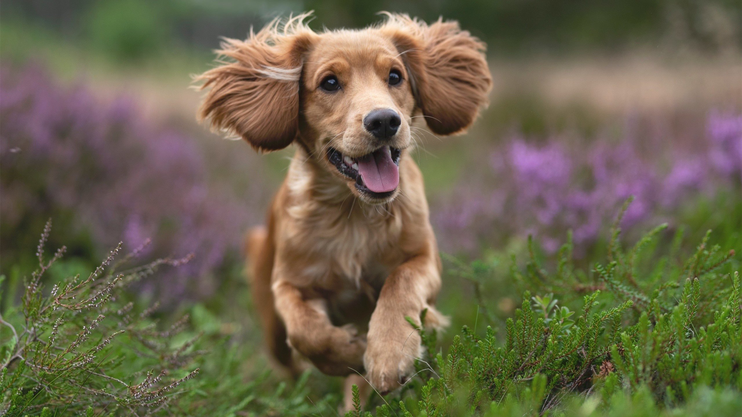 爱游戏平台-体育锋线射手进球数持续攀升，锋线球员打法