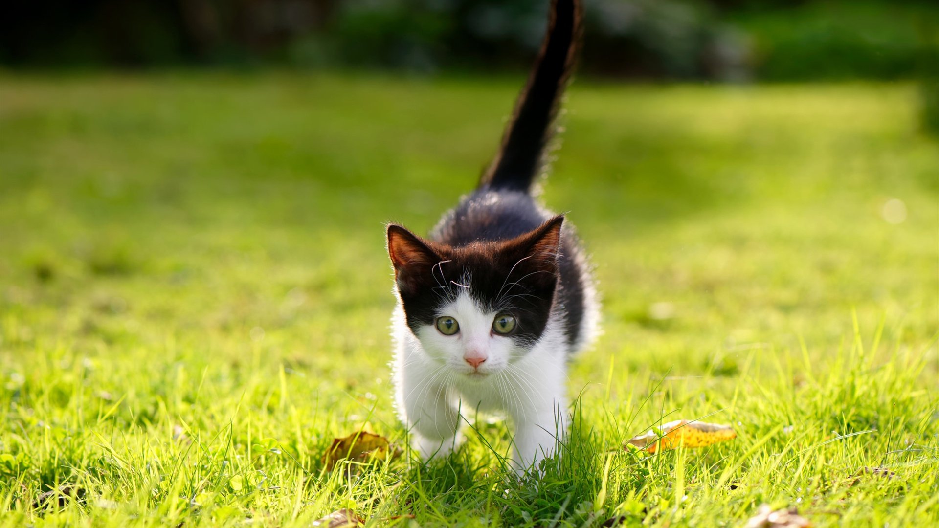 凯尔特人主场惜败雄鹿,系列赛总比分1-1,凯尔特人vs雄鹿季后赛2019