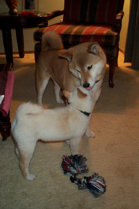 切尔西主场击败南安普顿保持不败，切尔西主场击败南安普顿保持不败吗