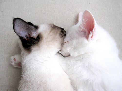 切尔西击败亚特兰大，晋级欧冠八强，切尔西欧冠亚军