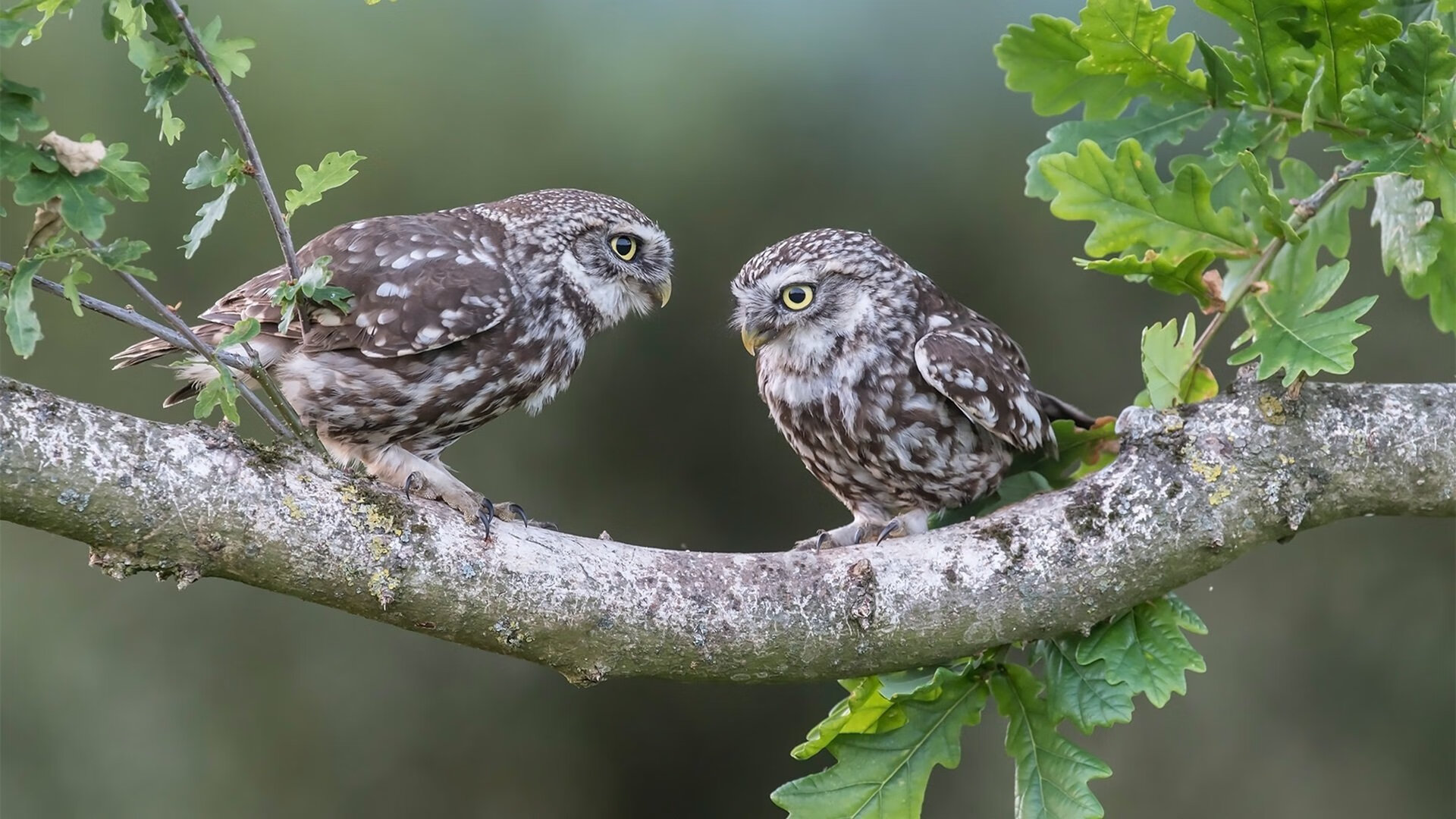 博卡寻找锋线爆点，增强终结能力，博卡的主场名称是什么