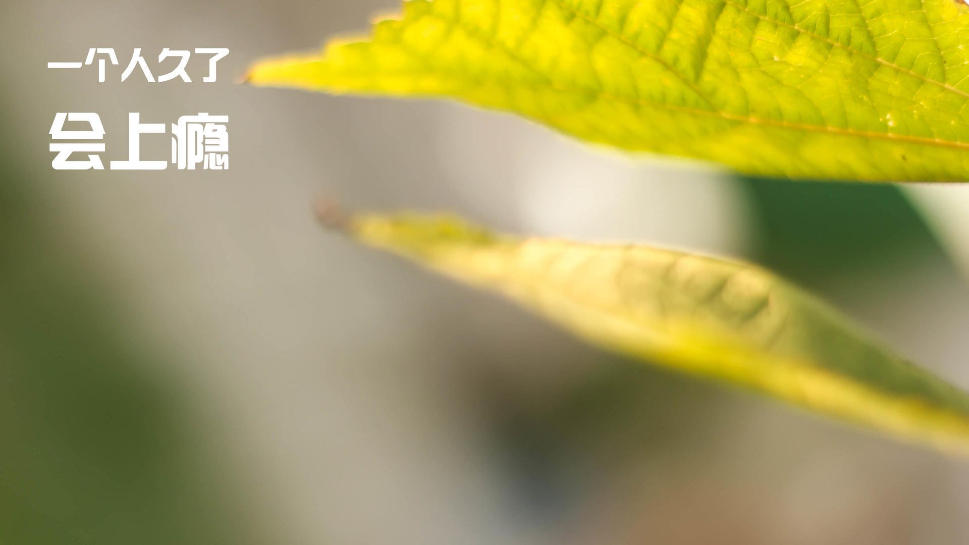 皇家贝蒂斯保持阵容稳定打出默契配合,皇家贝蒂斯厉害吗