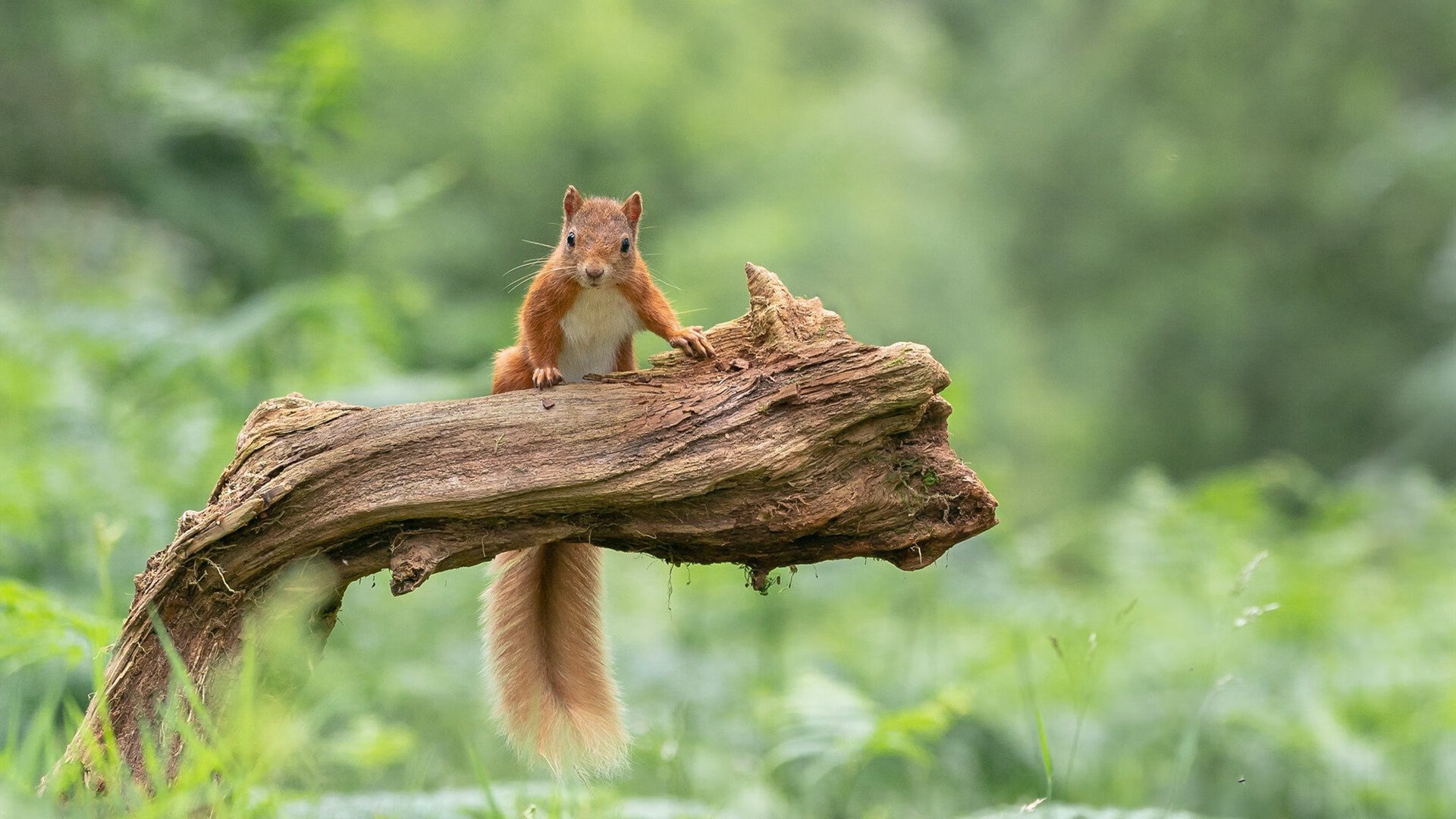 意外田径比赛裁判终止比赛引风波,田径比赛中竞赛裁判由哪几个裁判组成