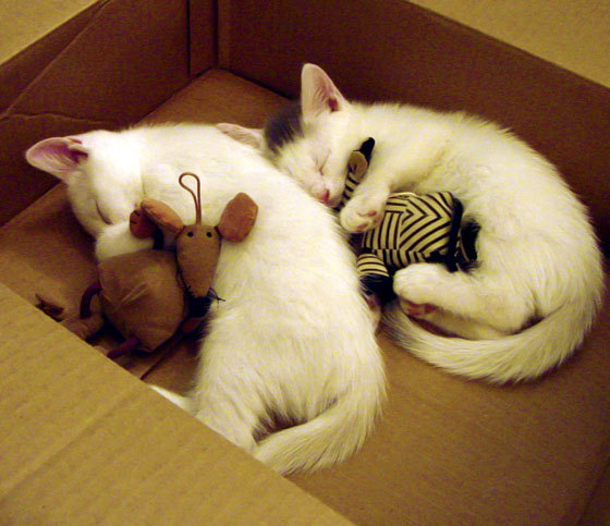 爱游戏官网-国际青少年篮球邀请赛在广州举行中外选手同场竞技，2021广州青少年篮球比赛报名