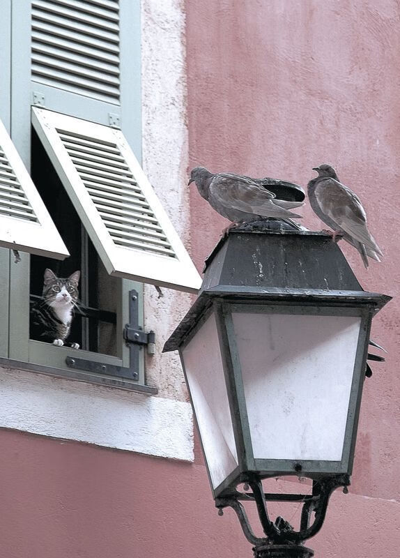 AYX SPORTS-体育器材供应链智能化建设方案研究，体育设备器材供应商