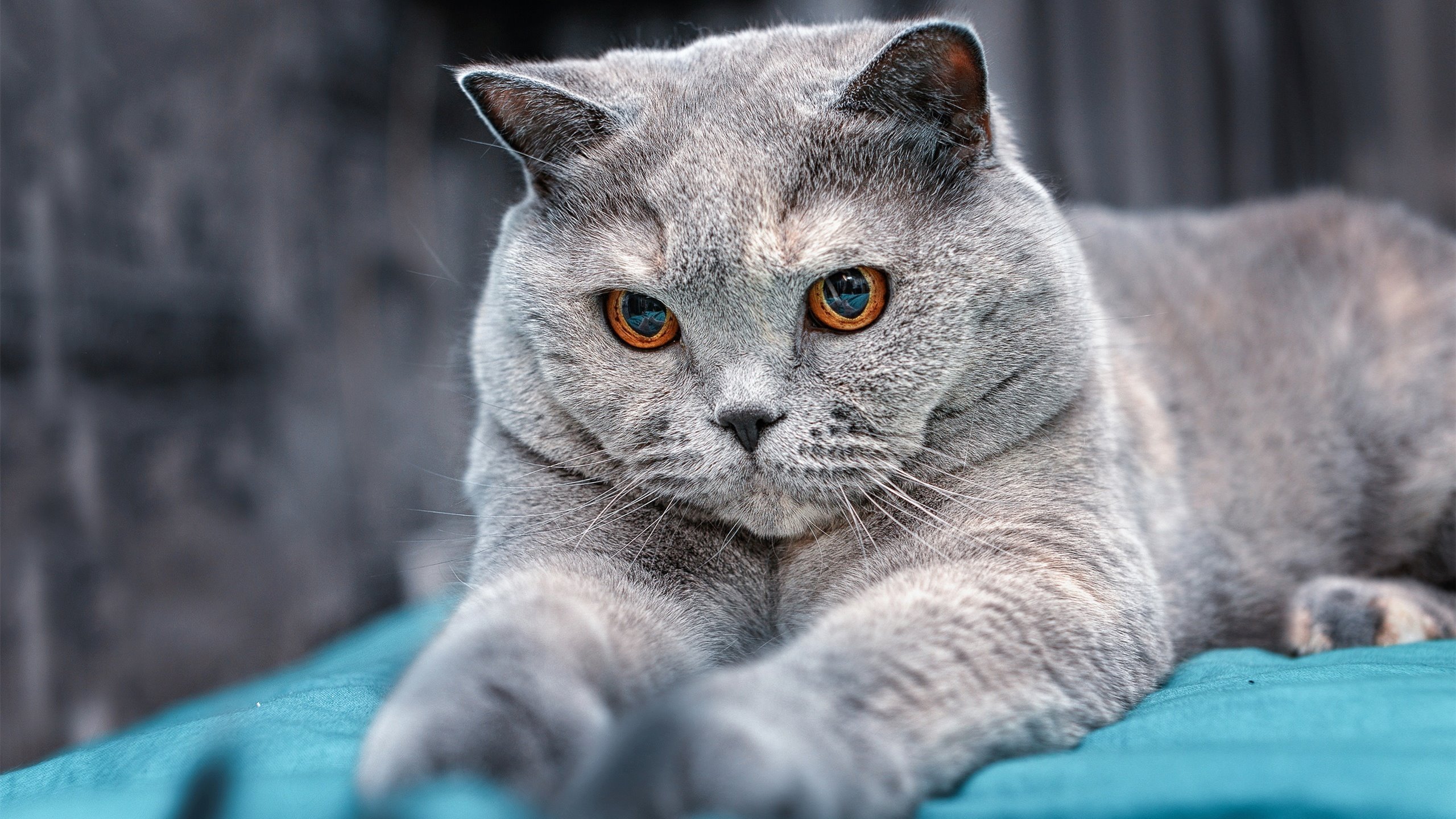 篮球专项体能训练技术创新及应用案例分析，篮球专项体能训练技术创新及应用案例分析题