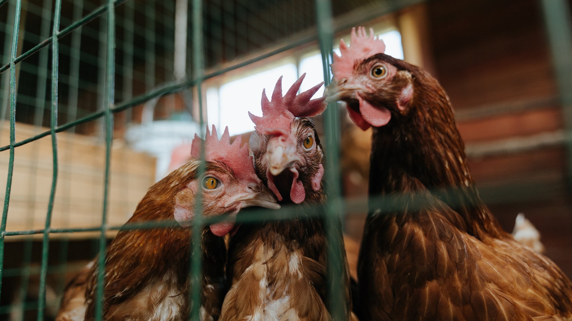 西甲黄金一刻：超级射手大放异彩！，足坛超级射手