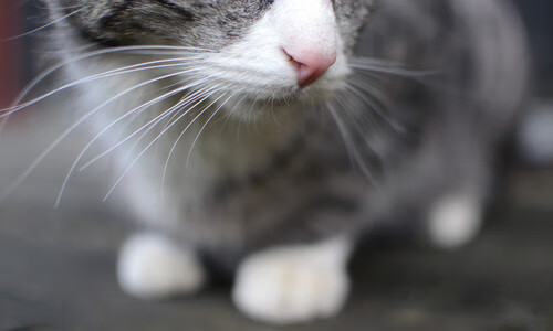 世界杯中国队晋级 数据分析受到关注，世界杯中国队晋级了吗