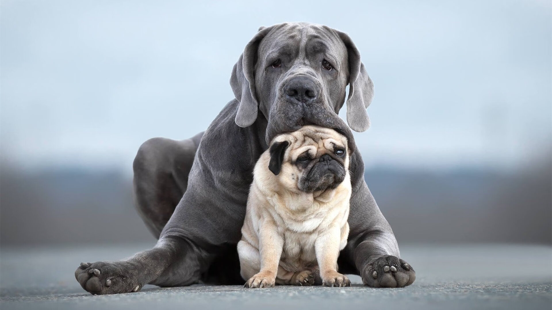 主力与替补在防守端是否存在明显差距，主力与替补在防守端是否存在明显差距